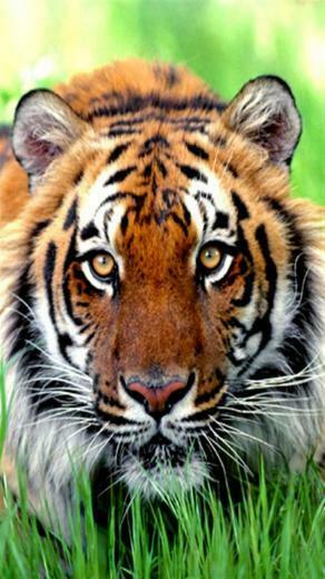 iPhone Background Tiger S C