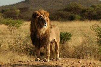 Mac Os X Lion Wallpaper Collection You Can T Afford To Miss