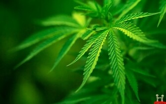 Superb Awesome Green Leaves HD Wallpaper E Entertainment