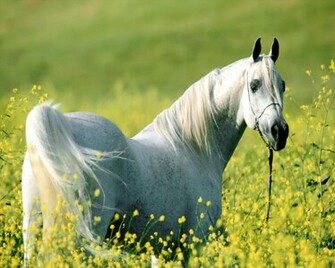 HD Horse Wallpaper In For Your Desktop