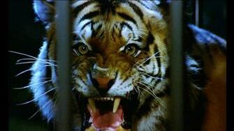 Desktop HD Wallpaper S Angry Tiger