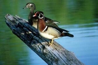 Wood Duck Wallpaper