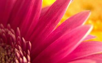 Red Flower Desktop Pc And Mac Wallpaper
