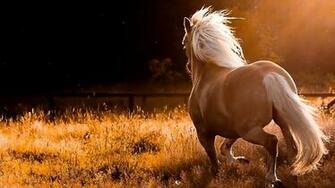 Beautiful Wallpaper Wild Horses