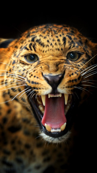 Animal iPhone Background Wallpaper