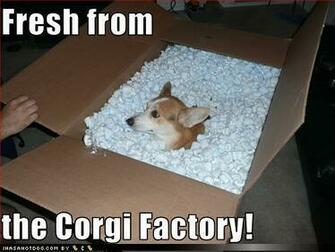 The Daily Corgi Lol