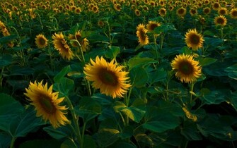 Sunflower Field Wallpaper Flower