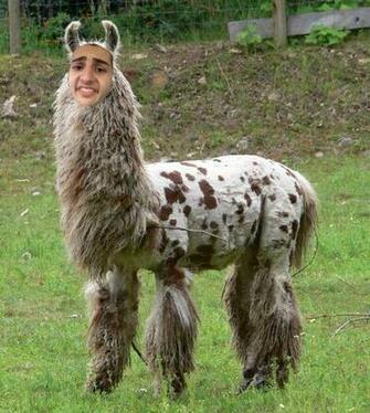 As Llama A Twaimz
