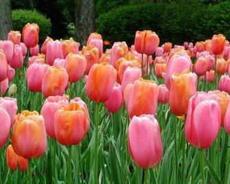 Tulip Flower Wallpaper HD Widescreen Desktop Background