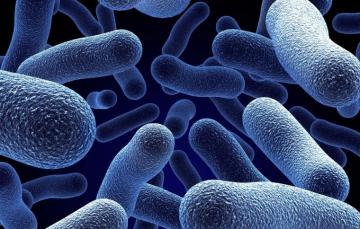 Wallpaper Microscope Bacteria Microorganisms Microbes Image
