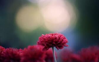 Chrysanthemum Red Flower Wallpaper HD