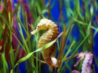Sea Horse Wallpaper