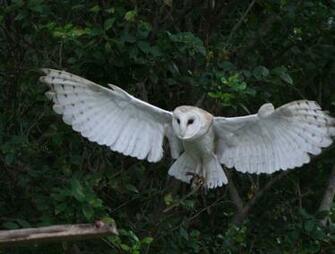Barn Owl Flight By Nefarostock High Resolution HD Wallpaper Birds
