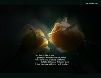 Best Love Rose Wallpaper