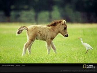 Filly Meets A New Friend Baby Farm Animals Wallpaper