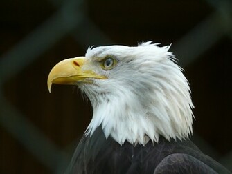 Bald Eagle HD Dekstop Wallpaper