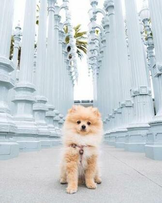 King Kong Da Savage Pom Kongdasavage On Instagram My Full