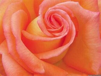Flowers Pictures Wallpaper Red Roses