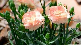 Orange Dianthus 4k HD Desktop Wallpaper For Ultra Tv