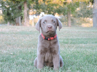 Silver Lab Puppies Labs