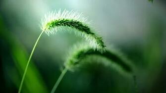 Nature Beauty Wallpaper