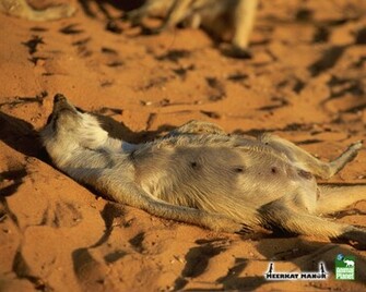 Wallpaper Meerkat Pictures