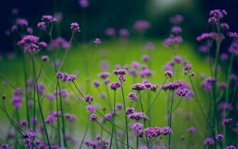Purple And Green Wallpaper