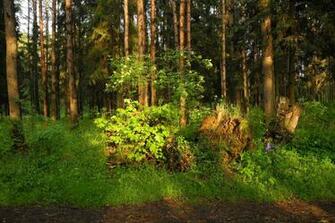 Nature Trees Wallpaper
