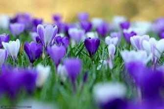Wallpaper In HD Photo Html
