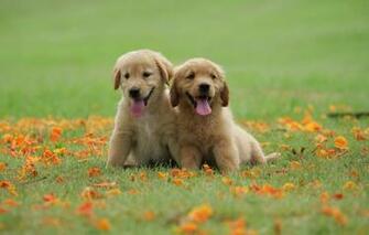 Wallpaper Park Flowers Puppy Retriever Grass