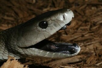 World Most Dangerous Snake Black Mamba Wallpaper Sa