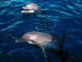 Honduras Wallpaper Dolphins Nature Collection