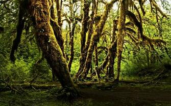 Picture Olympic National Park Nature Parks