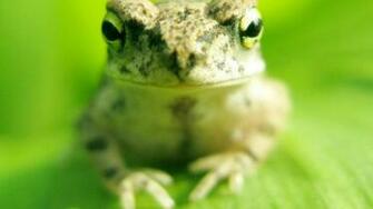Cute Frog Wallpaper HD Desktopinhq Net