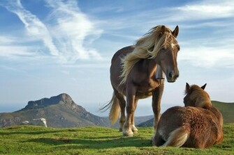 Brown Horses Wallpaper Stallions Background Animals