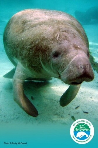 Manatee Desktop Wallpaper