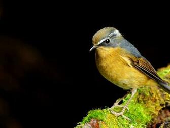Wallpaper Birds Wildlife Robins