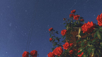 Flower Aesthetic Wallpaper