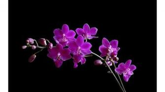 Orchids Wallpaper Pictures To Pin