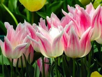 Tulip Screensaver Screensavers