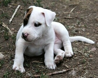 Pitbull Terrier Wallpaper Baby Pitbulls