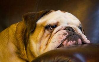 Wallpaper The Dog English Bulldog Muzzle