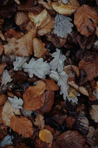 Fall iPhone Wallpaper In