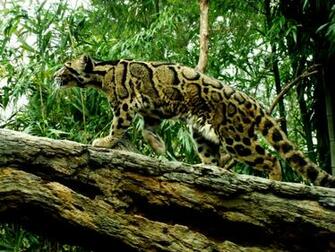 Clouded Leopard Wallpaper