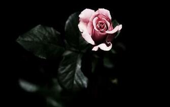 Dark Flower Wallpaper