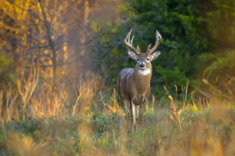 Deer Forest Trees Grass Antlers Autumn Wallpaper
