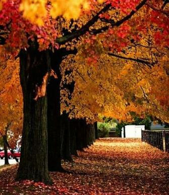 Fall Leaves