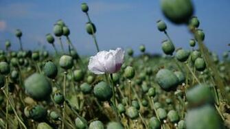 Flowers Purple Field Grass Floral Wallpaper Wide For