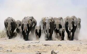 Elephant Computer Wallpaper Desktop Background Id