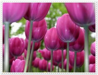 Desktop Background Wallpaper Tulip Flowers Tulips
